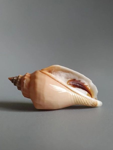 

novelty items natural selection, superb, rare collectibles, collection of conch with lid