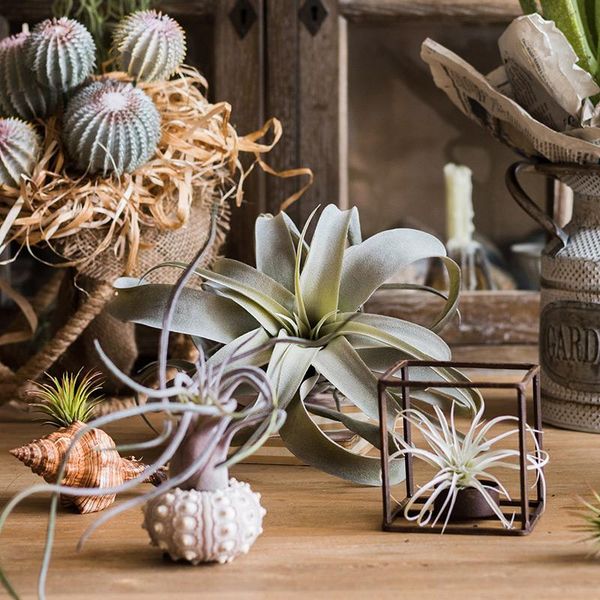 

artificial plants potted bonsai green small fake t.capitata ornaments for home garden decor party el decoration decorative flowers & wreaths