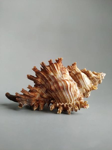 

novelty items natural selection of the collection snails