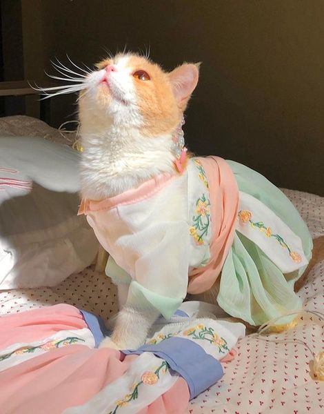 

embroidered sweet ancient chinese style pet hanfu cat dog clothes dress supplies product kitten 16 costumes