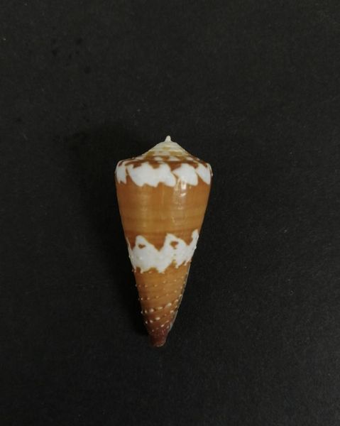 

novelty items natural superb rare collection conch jade belt