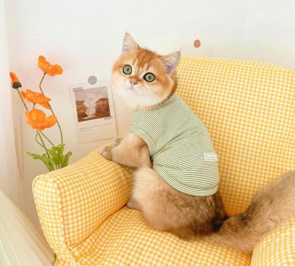 

sunmmer cat costumes