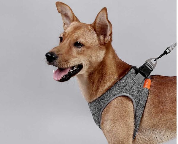 

dog collars & leashes explosion-proof cat harness pet adjustable reflective vest walking lead leash for puppy small medium