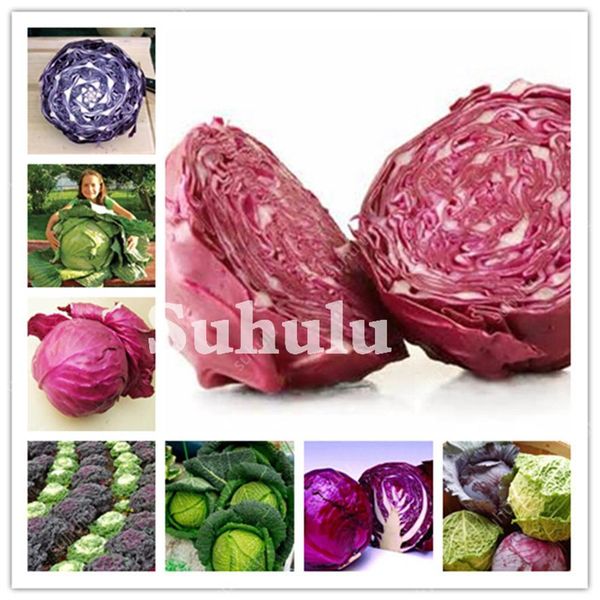 

flowers potted gift 100 pcs purple cabbage kale vegetable bonsai ornamenta286r