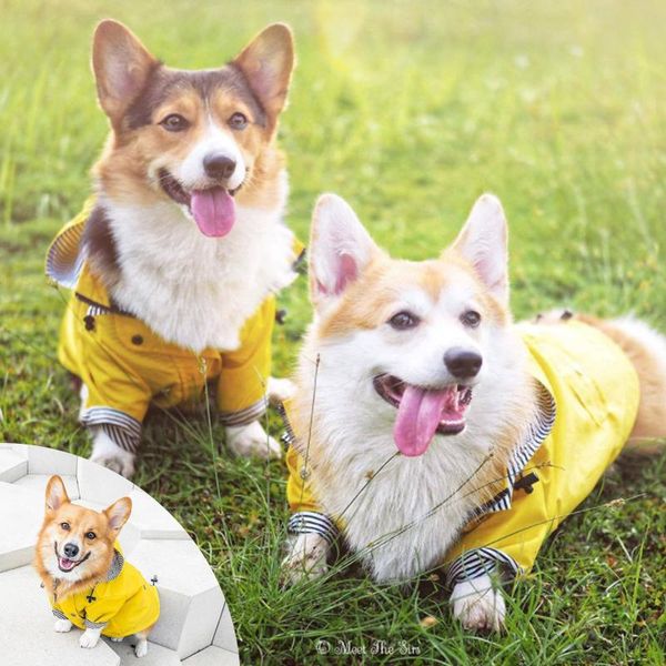 Vestuário de vestuário para cachorro roupas de estimação para cachorro à prova de vento de cachorro