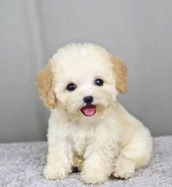 

2022 vip dogs sweater customization clothe pet dog apparel pets sweater
