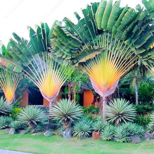 

10 pcs bag japan cycas seeds indoor drawf bonsai potted outdoor sago palm tree flower plant for home garden pot decor easy to gro275h