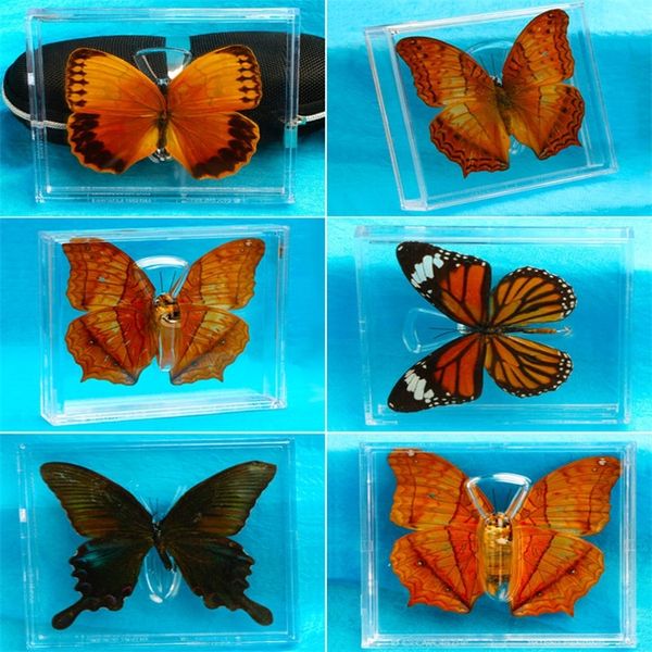 1pcs Real Butterfly Образец для оформления коробки прозрачная коробка крылья бабочки