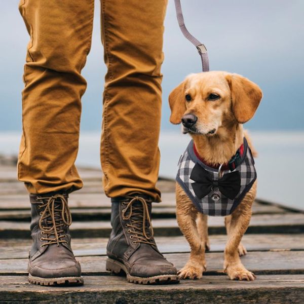 Collari per cani Guinzagli Piccolo animale domestico Maiale Criceto Papillon Imbracatura a stella a strisce Gilet Guinzaglio Corda da trazione per passeggiate all'aperto Accessori per animali domesticiCane LeD