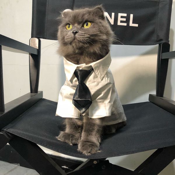 

luxury brand designer letter print dog apparel fashion shirts cat dog clothe animal jackets outdoor leisure sports large pet tie sweater ves