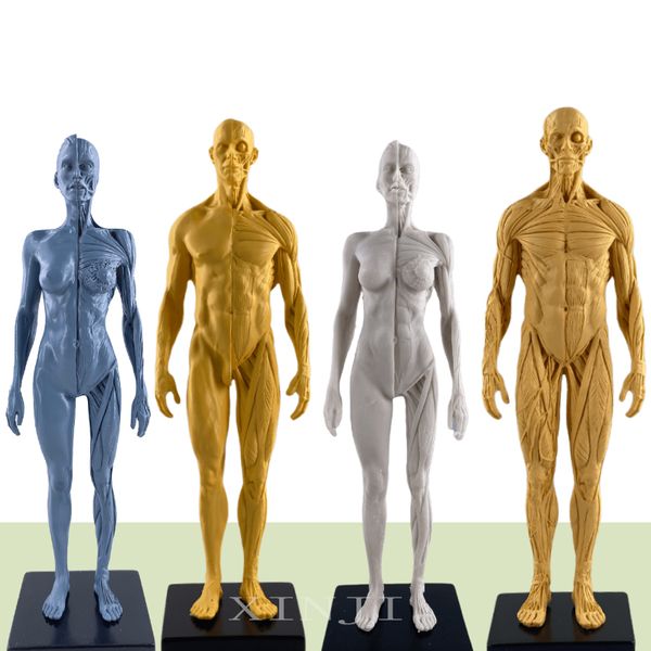 30 cm künstlerische menschliche Schaufensterpuppe, Muskel-Skelett-Anatomie, menschliche Struktur, Kunstmodell, CG-Malerei, Skulptur, Lehre