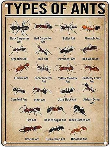 

types of ants retro knowledge education sign,knowledge art retro poster,bedroom bathroom cafe home wall knowledge sign poster inch