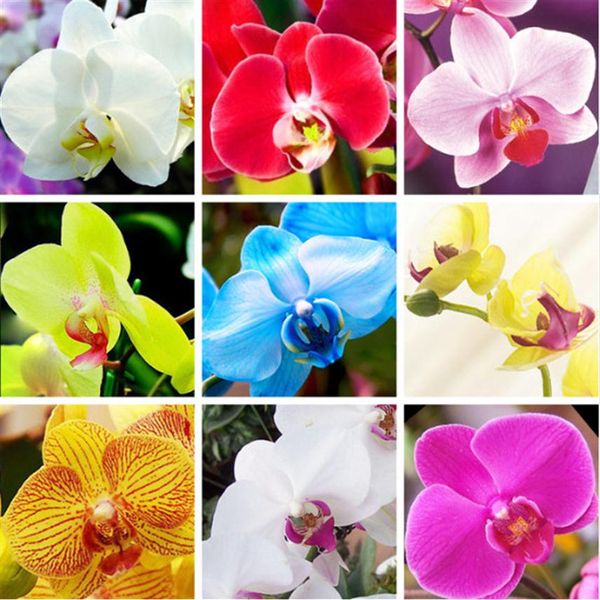 

200 pcs mixed colors phalaenopsis seeds so beauty bonsai balcony flower orchid variety complete light up your garden314k