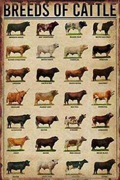 

breeds of cattle poster retro painting tin sign for street garage family restaurant cafe bar people cave farm wall decoration crafts metal
