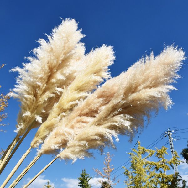 

80cm natural pampas grass large real dried reed flowers bouquet decor for home party wedding flower arrangement decoration