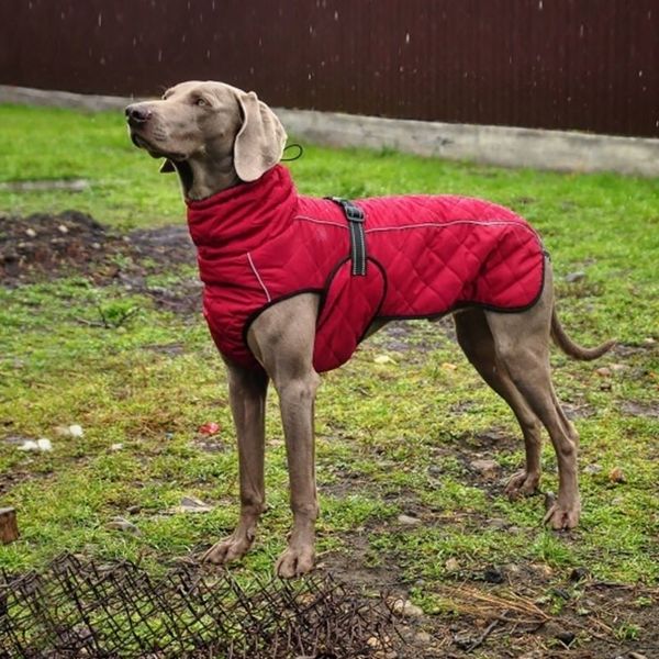 Vendita all'ingrosso Pet vestiti giacca per cani inverno rosso abbigliamento s Golden Retriever impermeabile grande nero Y200328