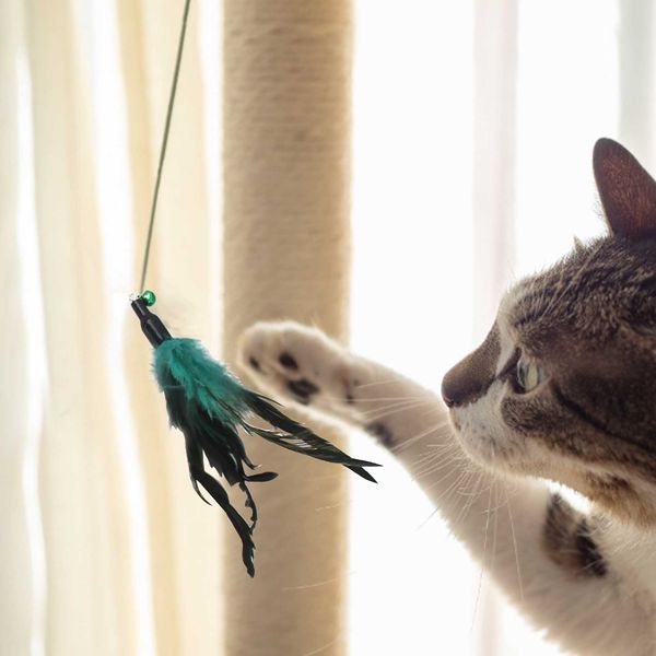 

retractable cat stick interactive toy with 7 replacement heads