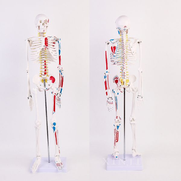 Maßgeschneiderte Skelett-Schaufensterpuppe für Erwachsene, weißes Skelett, Lehre, Wirbelsäule, ganzer Körper, Mikro-Gesamtgelenk zur Anzeige