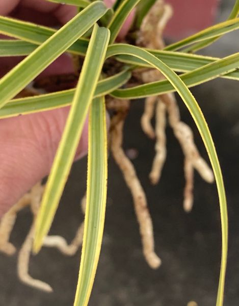 

chinese wild orchid rare greenery plant,potted orchids[golden rim]