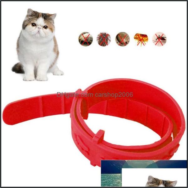 Outros suprimentos de gato de estima￧￣o Pet Home Garden Garden Anti -Flea Mite Tick Collar No Ferramenta de prepara￧￣o para remo￧￣o Quadruplas Efeito de Kitten Remedy Drop Drop Deliv