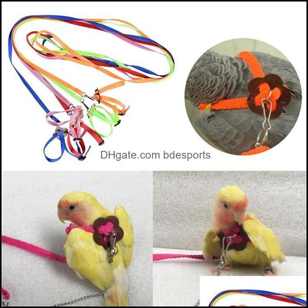 Pet Parrot Traction Strap Treinamento Treinamento Corda Ao Ar Livre Promoção Ajustável Ajustável Arnês Para Hamster Lagarto Gota Entrega 2021 Outras Suprimentos