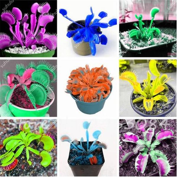 

garden supplies 100 pcs bag insectivorous venus flytrap seeds mixed color 302n