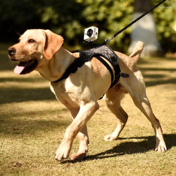 Collari per cani Guinzagli Gilet Imbracatura Cintura toracica regolabile per action camera Cintura per animali domestici Supporto per accessori per cani di taglia mediaCane