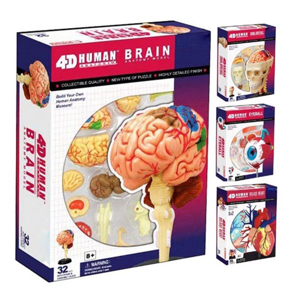 Menschlicher Körper Skelett Anatomie Schädel Puppe Herz Lebensgroße Ohr Modell Bauen 4D Pädagogisches Puzzle Gehirn Wissenschaft Puppe Spielzeug