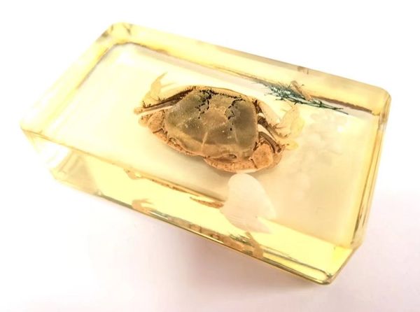 

5 pcs fashion paperweight cool insect crab grass jewelry, Silver