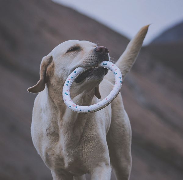 Buntes Hundespielzeug, Haustier-Traning-Produkte, Bissfestigkeit, ETPU-Ring, Welpen-Kauspielzeug, Hunde-Beißring, Zubehör M536B, S-Größe