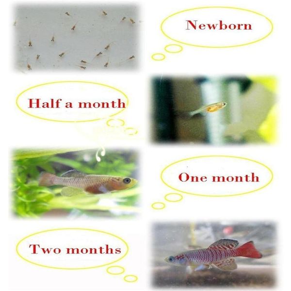 

2021 water plus soil hatch out fishes medaka killifish eggs magic living animal growing live christmas toys novelties 20 eggs/292q