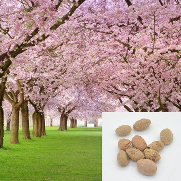 

2015 новое дерево прибытия японский сакура семена 10 шт., бонсай цветок вишни цветет