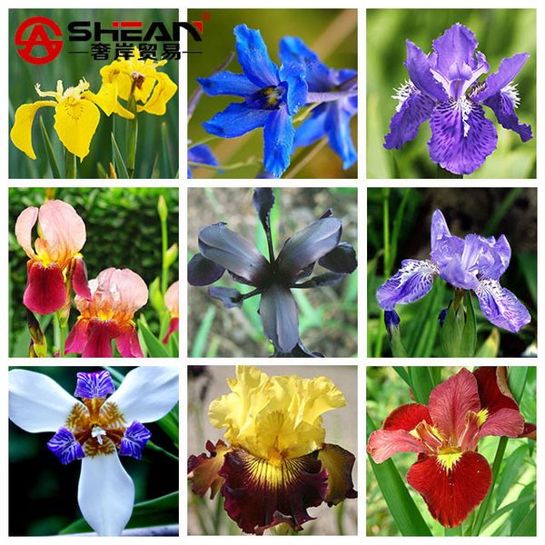 

Hot Sale 9 Colors Can Be Choose Iris Orchid Seeds Beautiful Perennial Flowers Seeds Iris Flower - 100 PCS