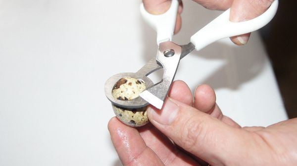 

wholesale-5pcs/lot quail scissors egg cutter eggs opener quail eggs scissors