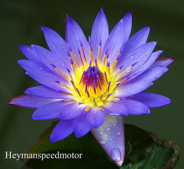 Acheter 1 Professional Pack, 1 Semences / Paquet, Dark Blue Lotus Bleu Chine Water Lily Pad Fleur Étang Seeds NF171 De $4.01 Du Heymanspeedmotor