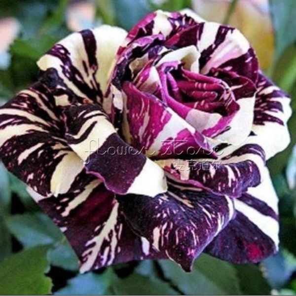 

20 Черный Дракон Роза куст семена цветов~красивые сады, Бесплатная доставка TT353