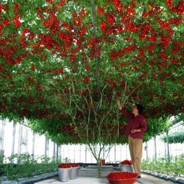 

Sementes flowerstory
