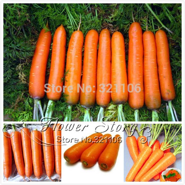 

200 семена , пять дюймов морковь семян, хороший вкус ,двор или горшках фрукты семена