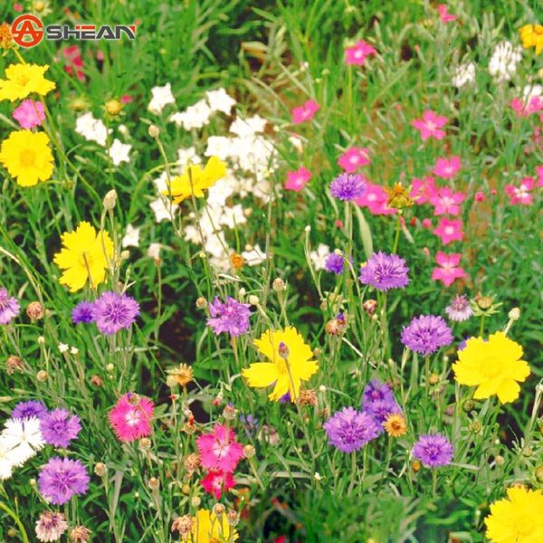 

Пакет 200 штук Смешанные семена дикого цветка Полевые цветы Комбинированные семен