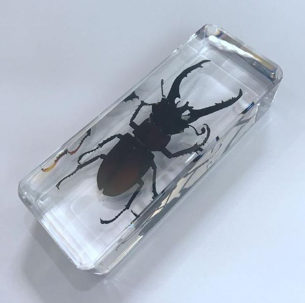 

yqtdmy vintage mountain stag beetle specimen block paperweight decor oddity, Silver