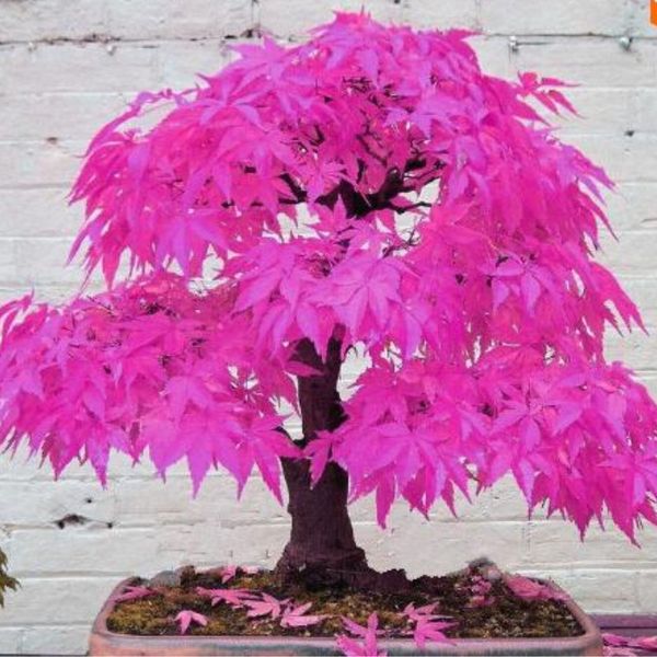 

2017 Promotion 30 pcs/pack Bonsai Maple Seeds Maple Tree Seeds Bonsai Seed The Budding Rate 90% Home garden M00923