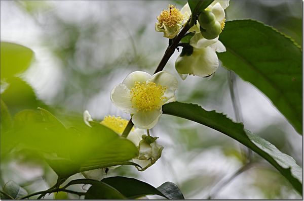 

Sementes mosobamboosell