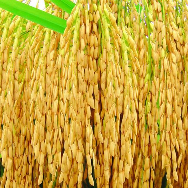 

Natural Golden Rice Seeds Non Gmo Heirloom ,High Disease Resistance ,High Yield Crop Seeds For Home Gatden Free Shipping 50g /Bag