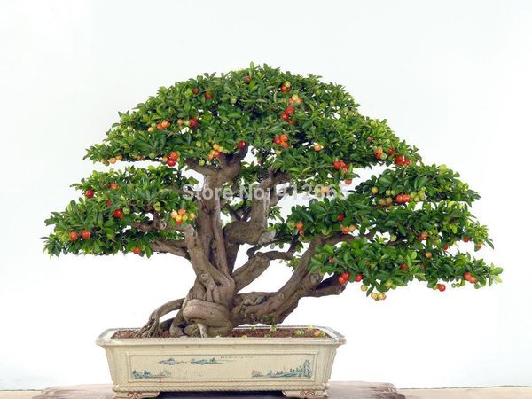 

Высококлассные Комнатные Растения, Нужно Фрукты В Горшке, Тайвань Мини Жемчужина