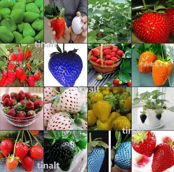 

Fruit seeds strawberry seeds DIY Garden fruit seeds potted plants 27 kinds strawberry seeds 100pcs/lot 1737
