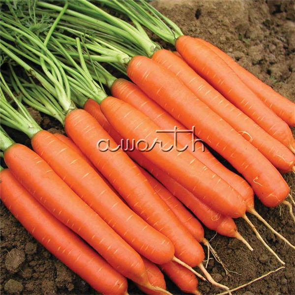 

500 семян морковь овощной нежный сладкий сорт без ГМО реликвия тонкой текстуры лег