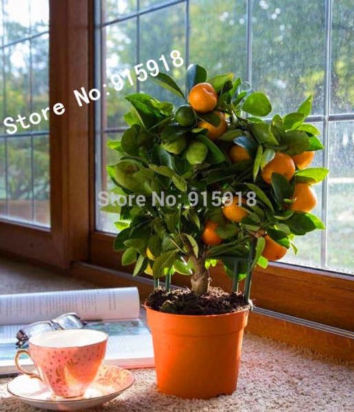 

Съедобные семена фруктов Мандарин цитрусовые оранжевый бонсай дерево семена укр