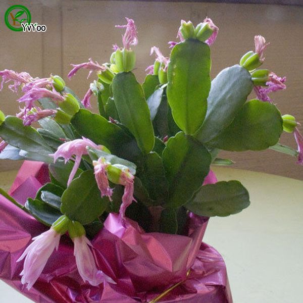 

Crab cactus Seeds Bonsai Flower Seeds Potted Plants Flowers 30 Particles / Bag F014