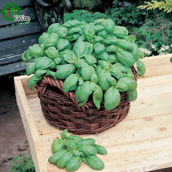 

Sweet basil Seeds Flower Seeds Indoor Bonsai plant 40 particles / lot E017