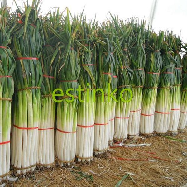 

Sementes monster_guardians